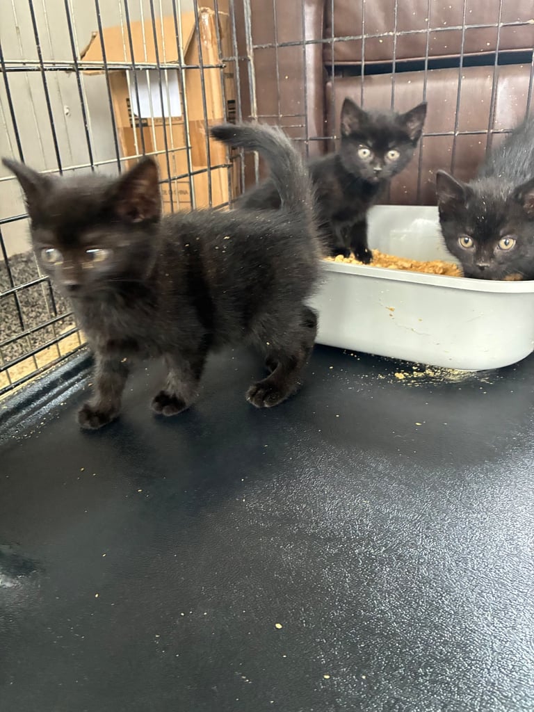 Black kittens 