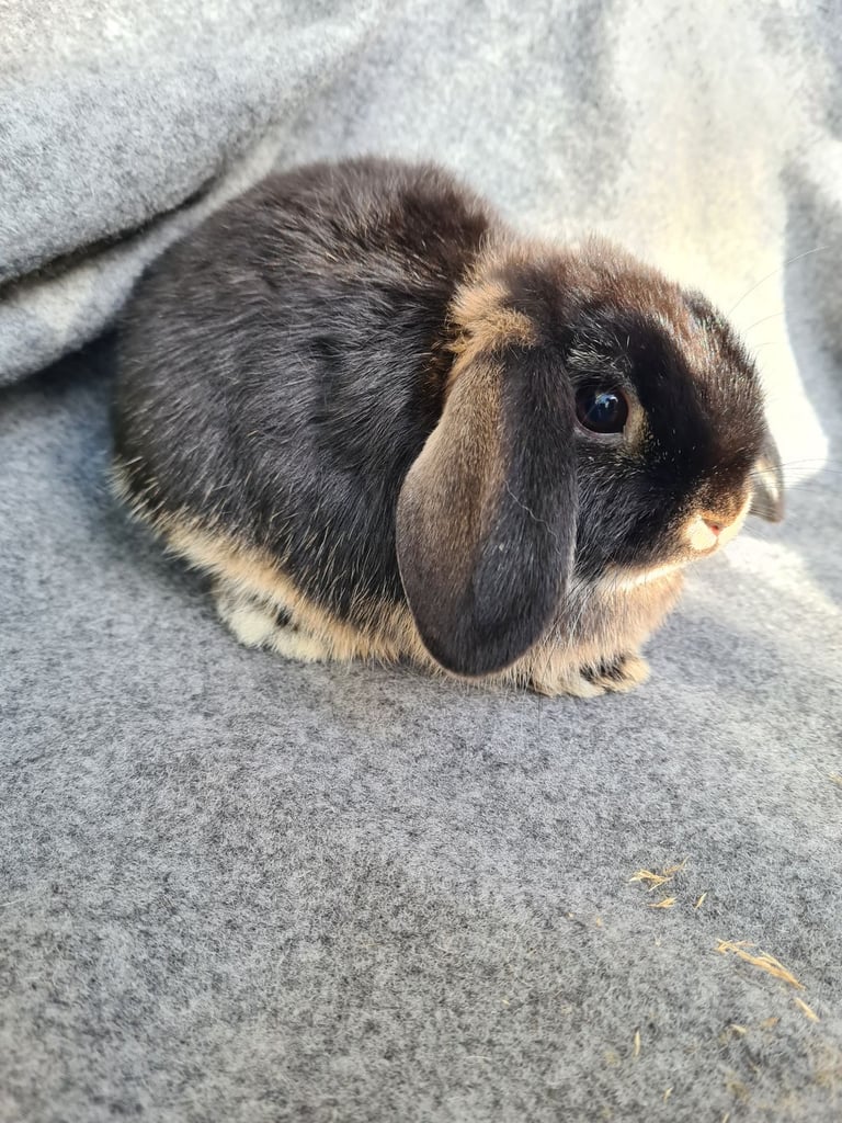 Mini lop##