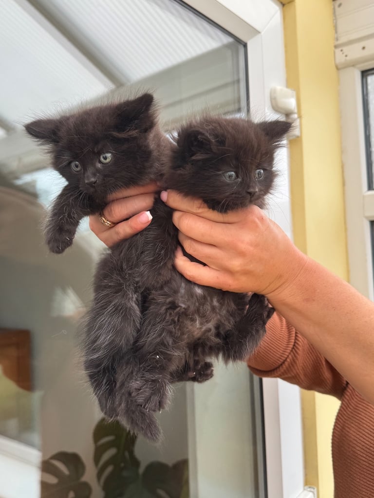 Maine coon cross kittens 