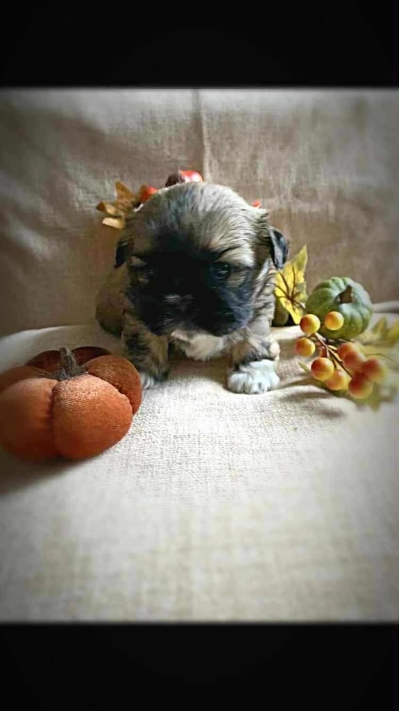 Pure bred Shih Tzu Puppies