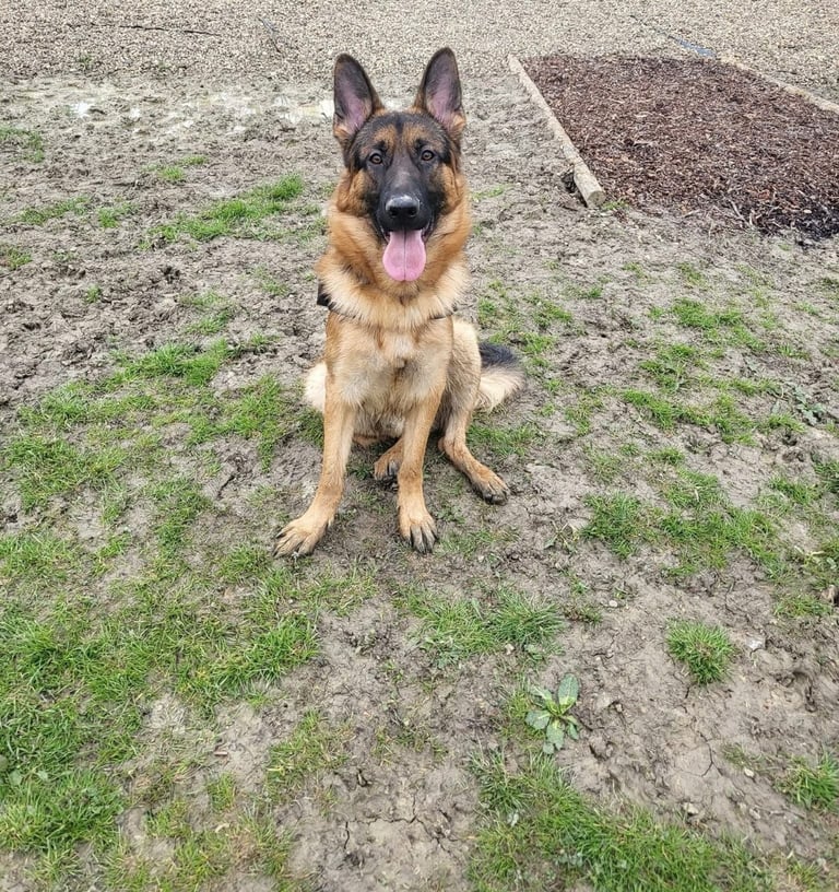 German shepherd male 