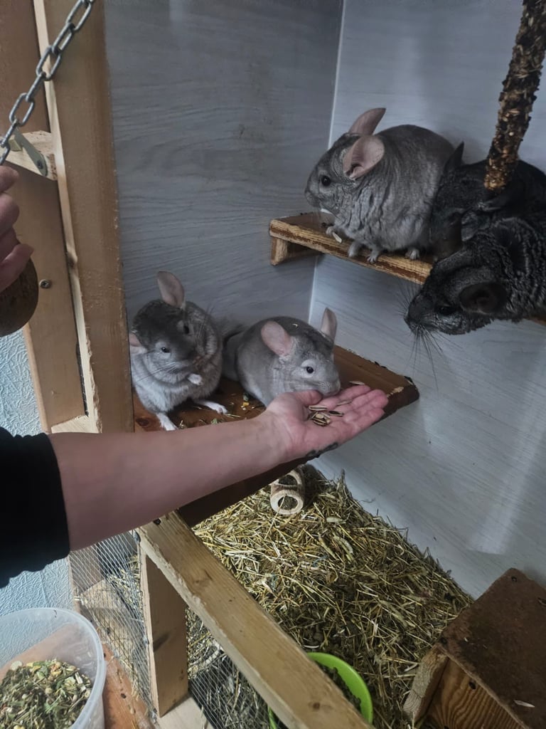 Chinchillas for sale 