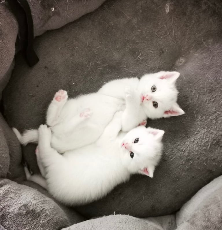 British shorthair kittens  