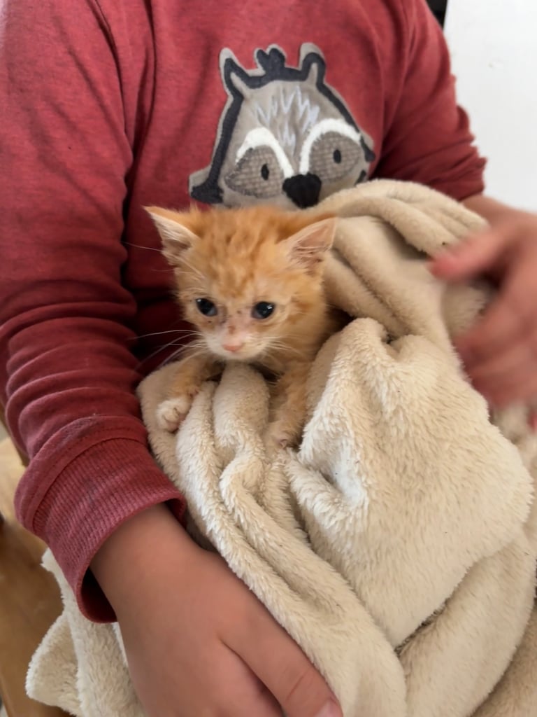 image for Ginger kitten