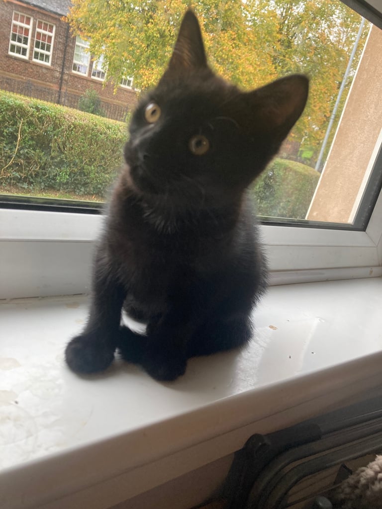 Gorgeous black male kitten 