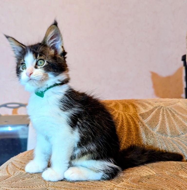 🐾 Giant GCCF Maine Coon Kitties 🐾
