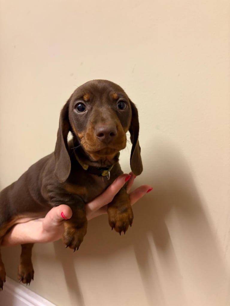 3 Pedigree miniature smooth dachshund puppies available now- £950 each 