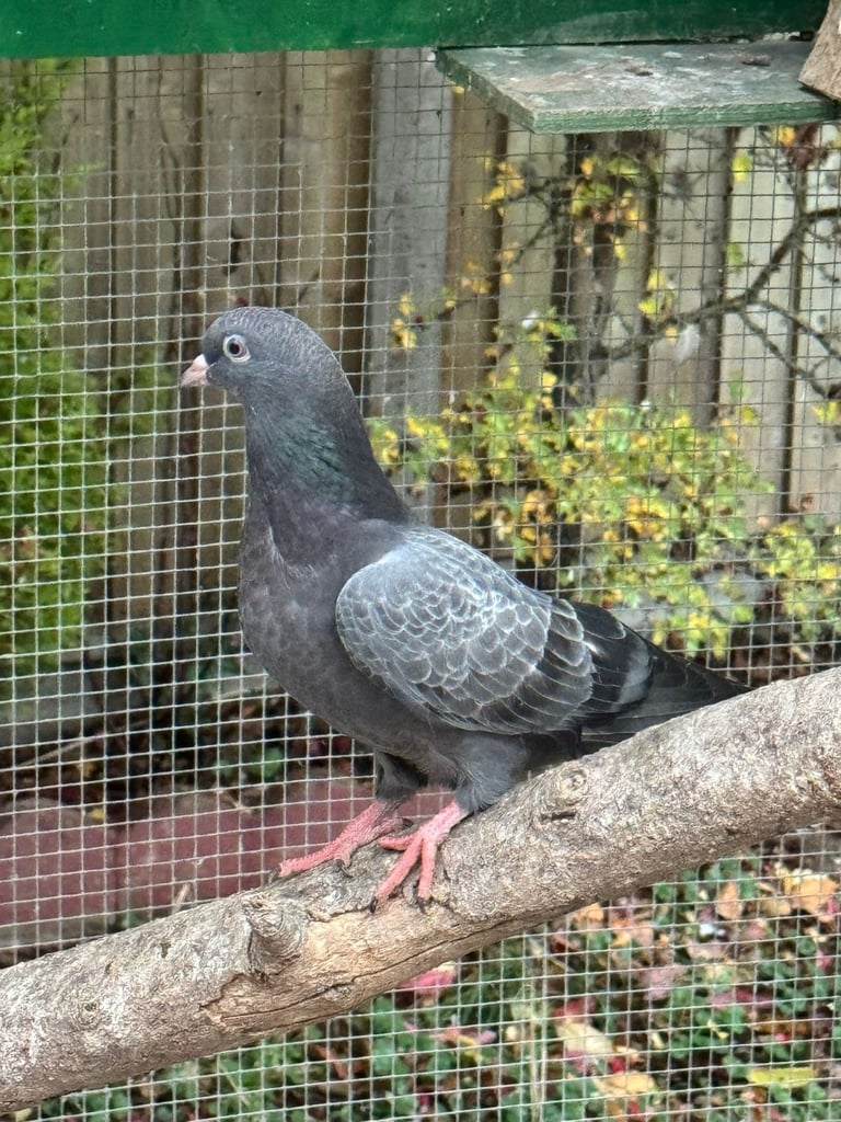 Pigeons for sale 