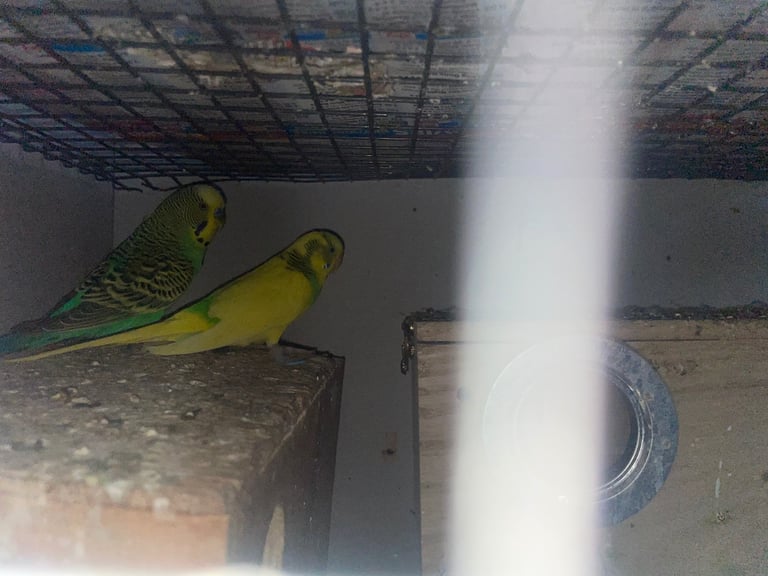 Budgies