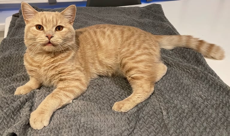 Stunning cream male British shorthair kitten GCCF 