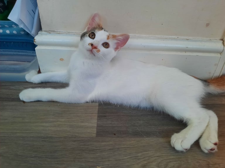 beautiful female kittens, white / tabby, looking for a new home