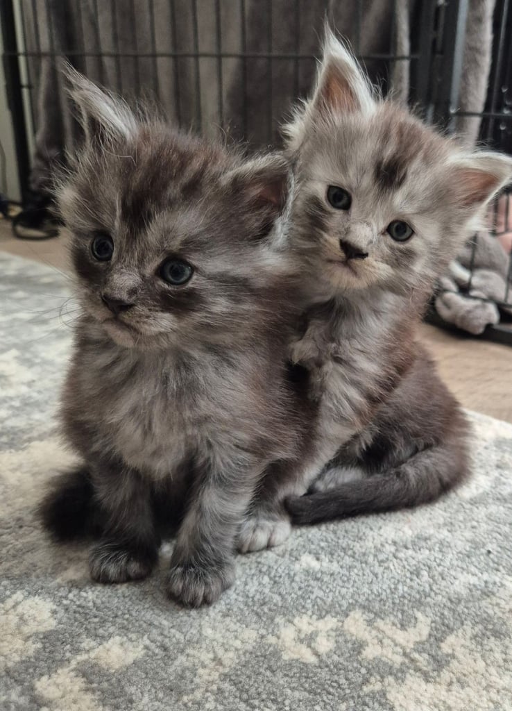Maine coon kittens