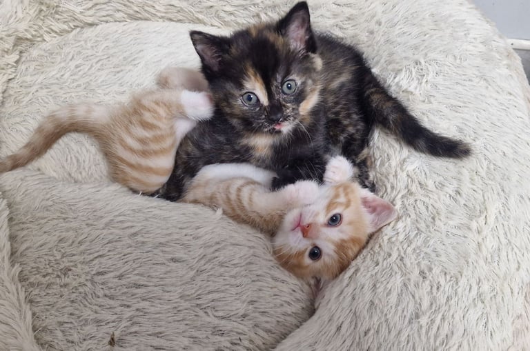 2 ginger boys and 2 mix girls