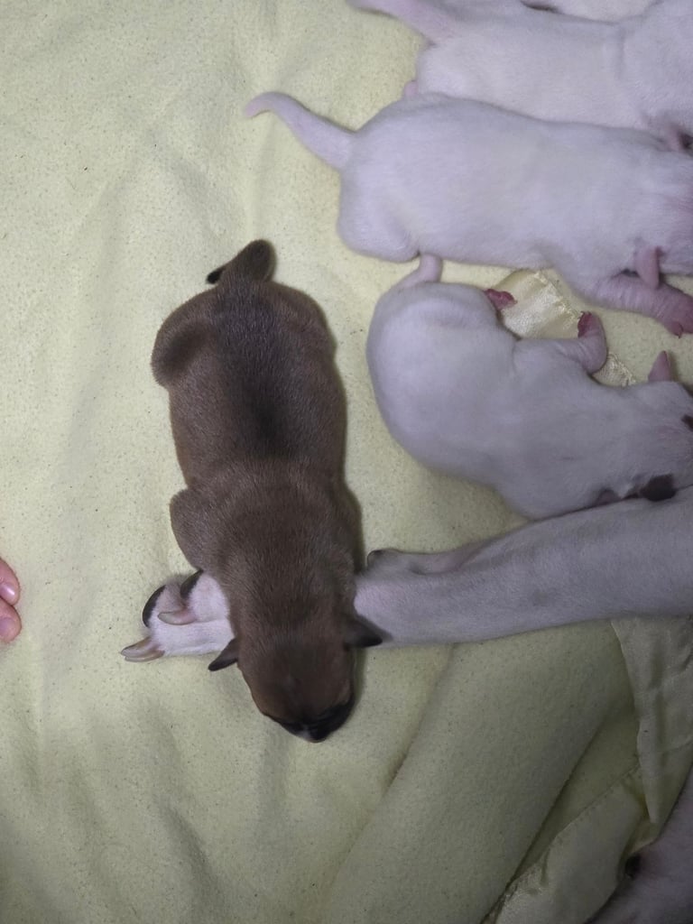 Staffy cross american bull mastiff