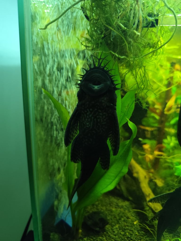 Bristlenose Pleco XL adult +-15 cm