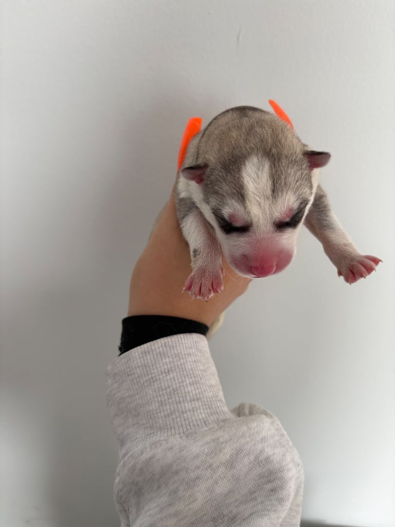 Husky puppies 