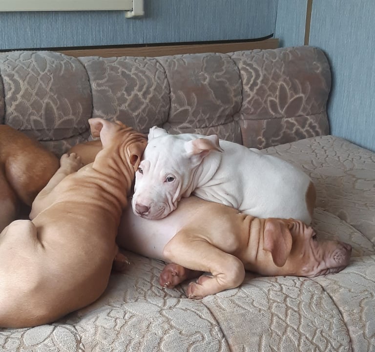 Presa cross puppies looking for homes 