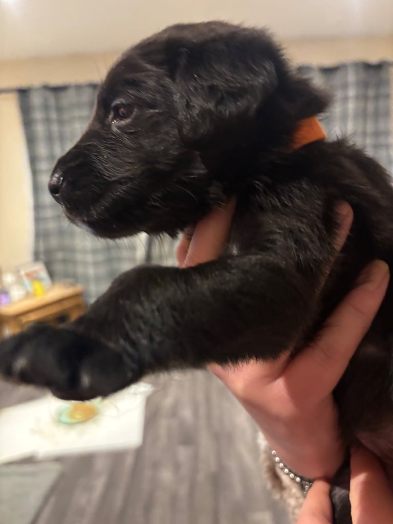 Lab/cockapoo puppies for sale