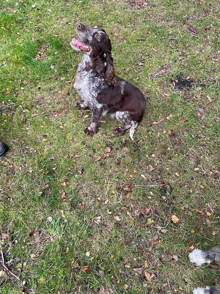 Pure cocker puppies 1 bitch left and 2 dogs left