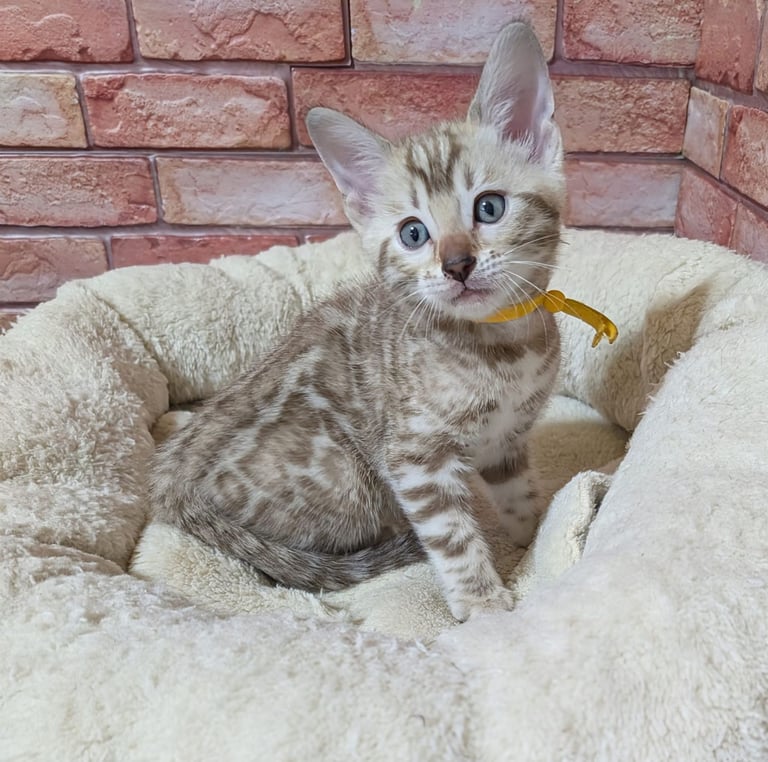 Registered Bengal kittens only one girl left.