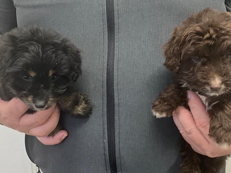 image for Miniature poodles