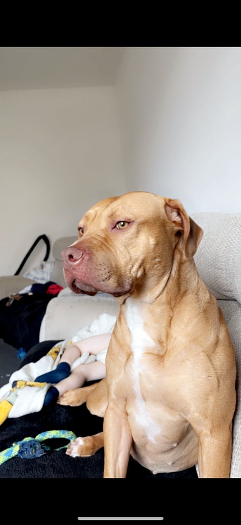 American bulldog for sale 