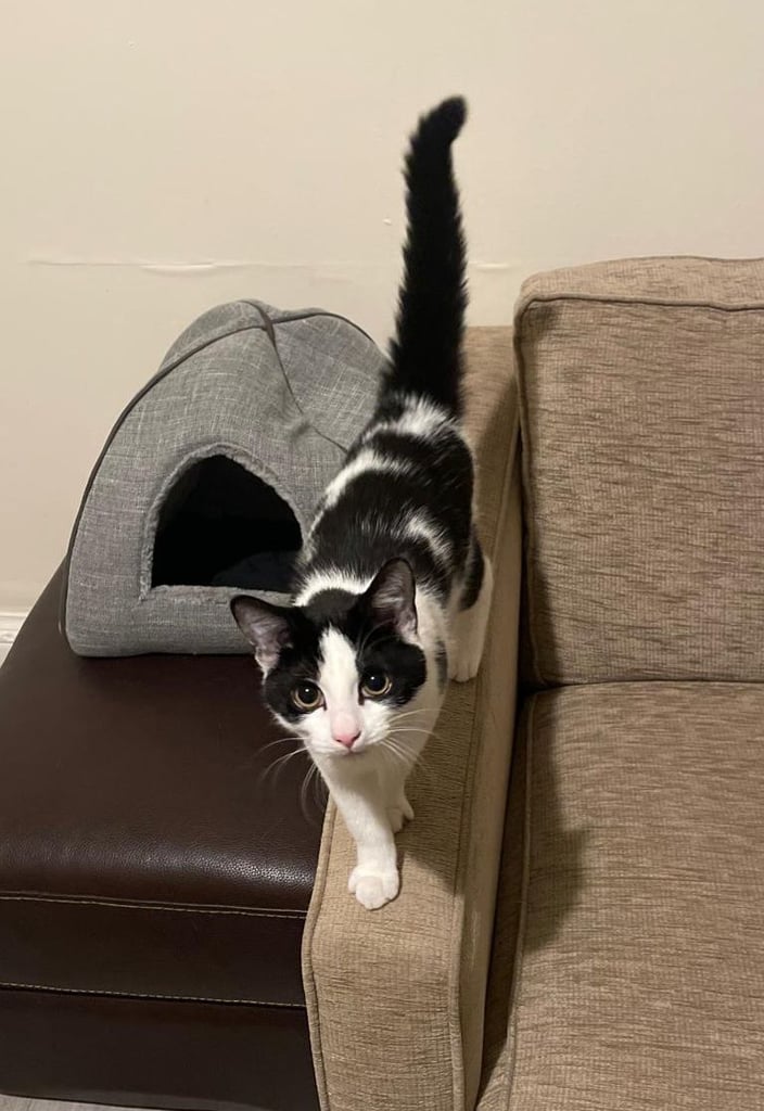 Orea needs a forever home 🏡 