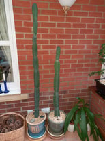 Large Cereus Cactus x 2