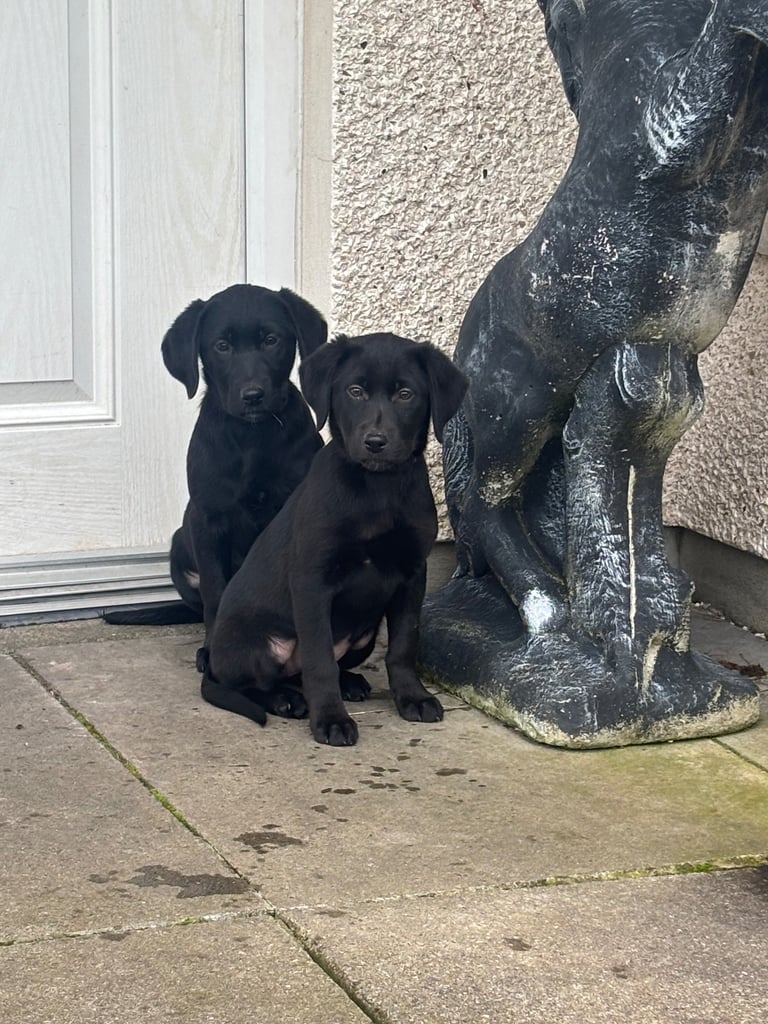 Labrador puppies 