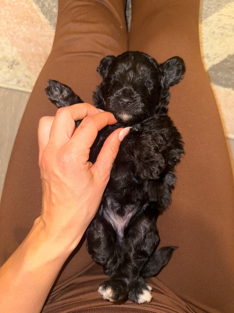 Cavapoo puppies for sale 4 weeks old