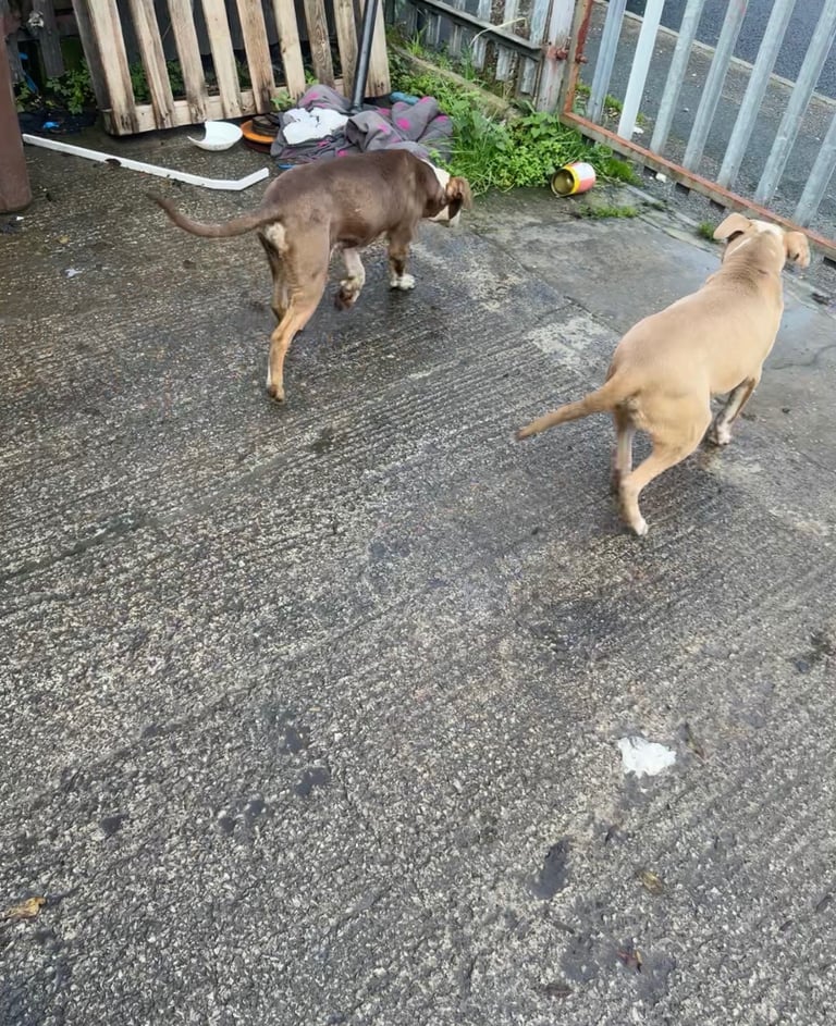 American bully Cross breed 