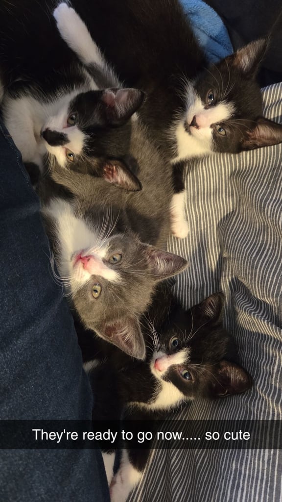 12 week old kittens, 1 girl 3 boys