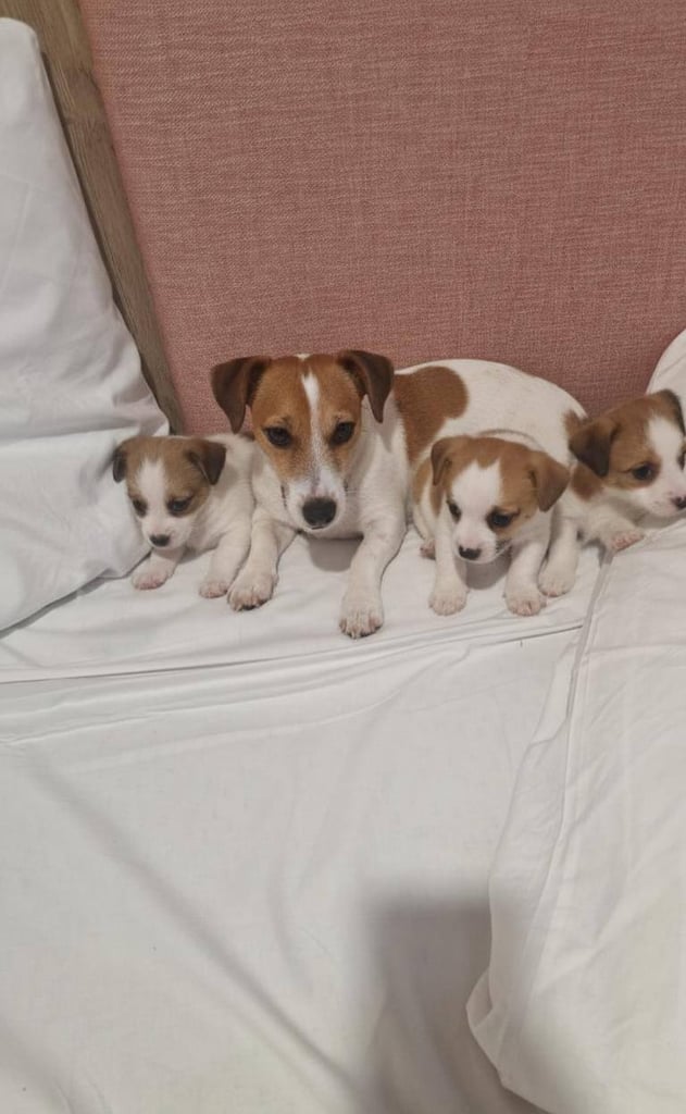 Jack Russell puppies