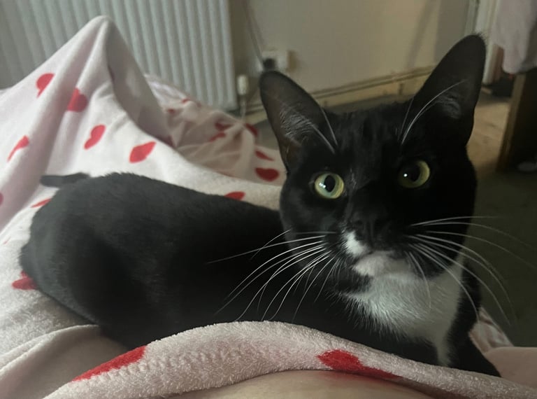 3yr old ‘Ross’ cat for rehoming 