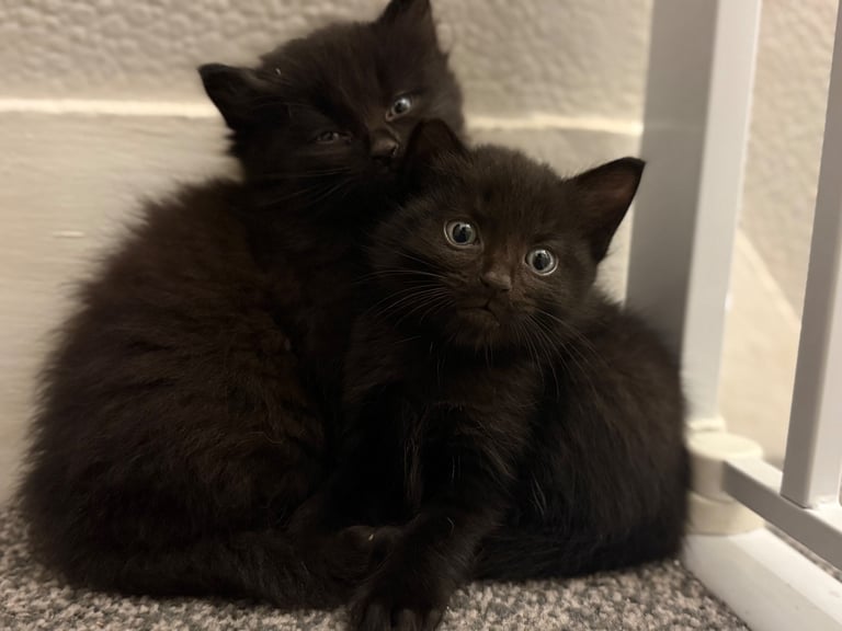 Part maine-coon all black kittens 