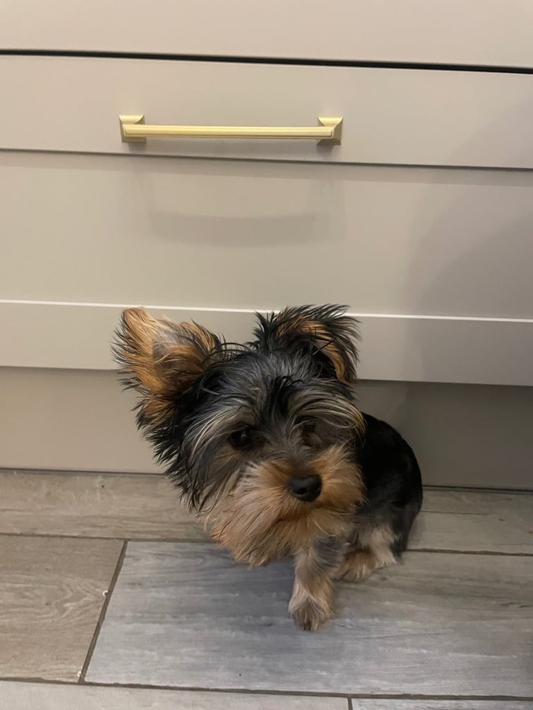 Yorkshire terrier puppy 