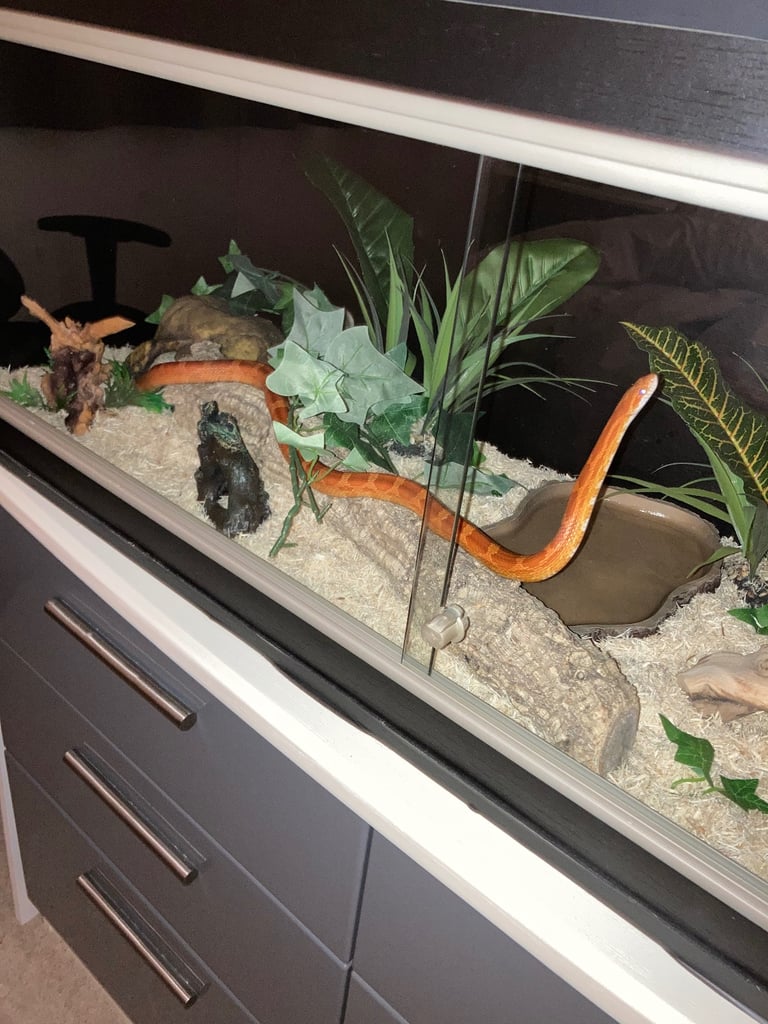 Corn Snake (5 yr old)