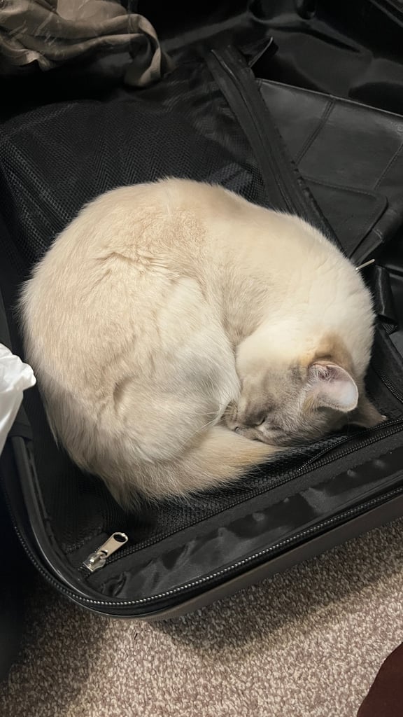 Ragdoll for sale 