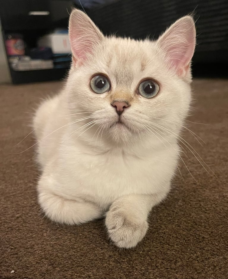 Kittens Cats Kittens for Sale Gumtree