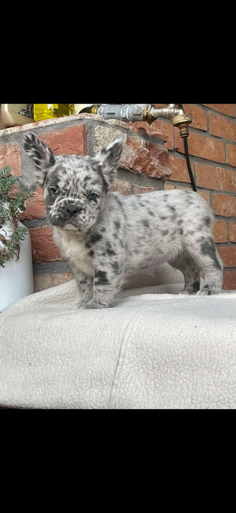 Fluffy Frenchie