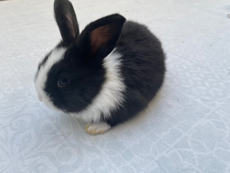 Black bunnies and Black and white baby bunnies with blue eyes