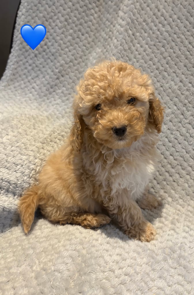 Cockapoo puppy F1B