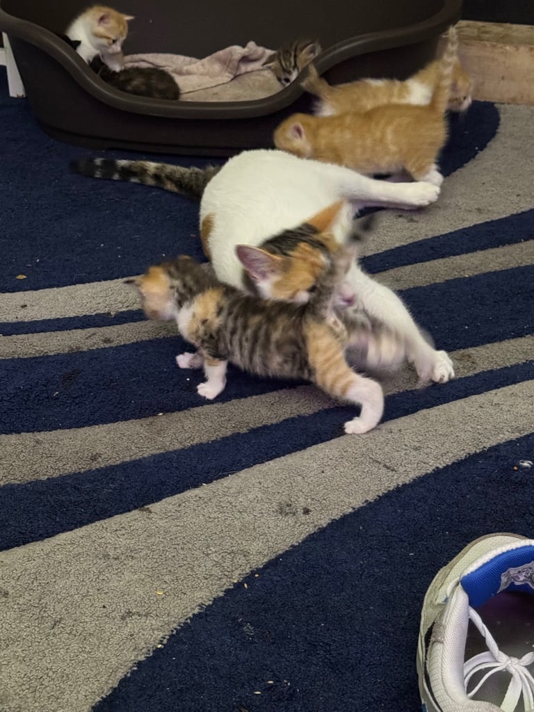 6 beautiful kittens ready to go 