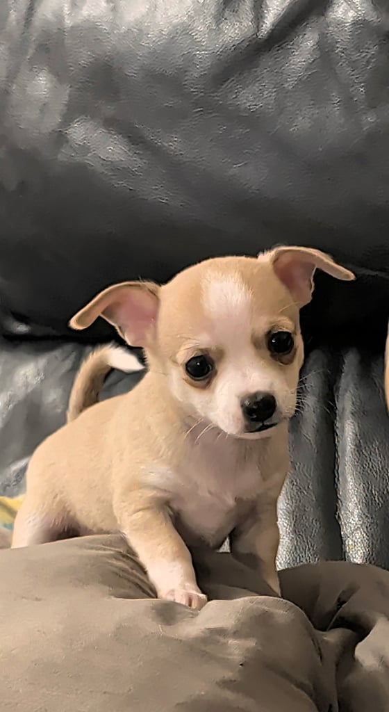 Chihuahua Puppies 