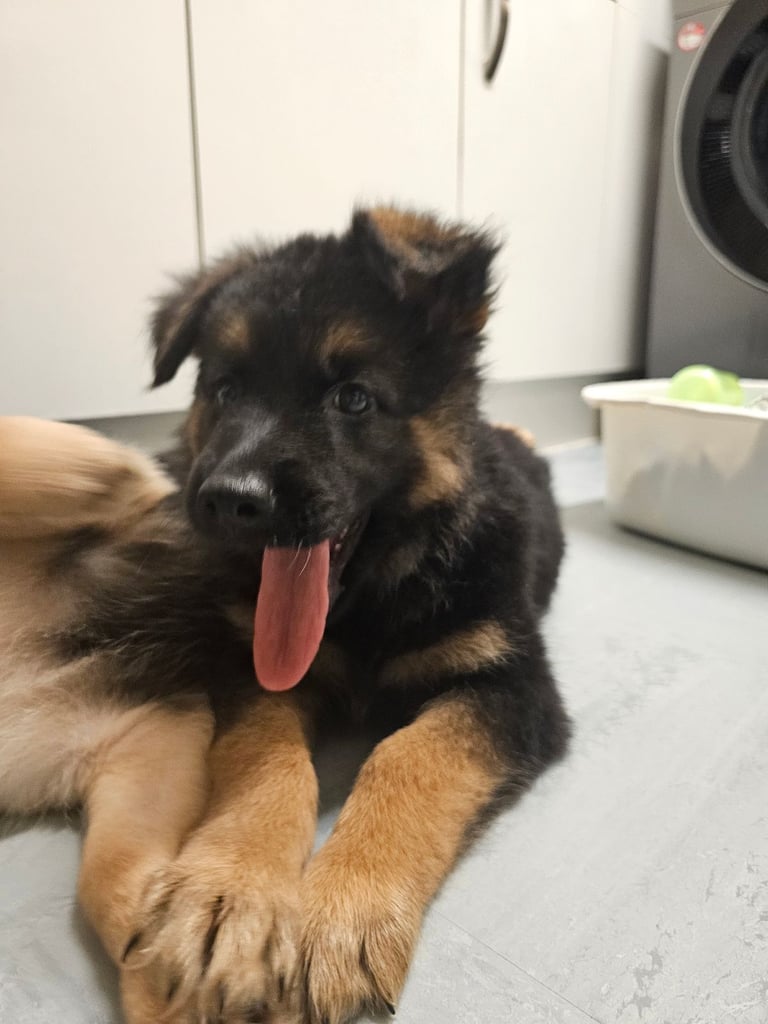 image for German Shepard puppy Girl