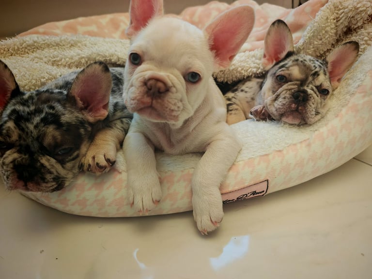 LAST ONE!! PRICE DROP !!PLATINUM MALE Chocolate merle and lilac fluffy carriers french bulldog