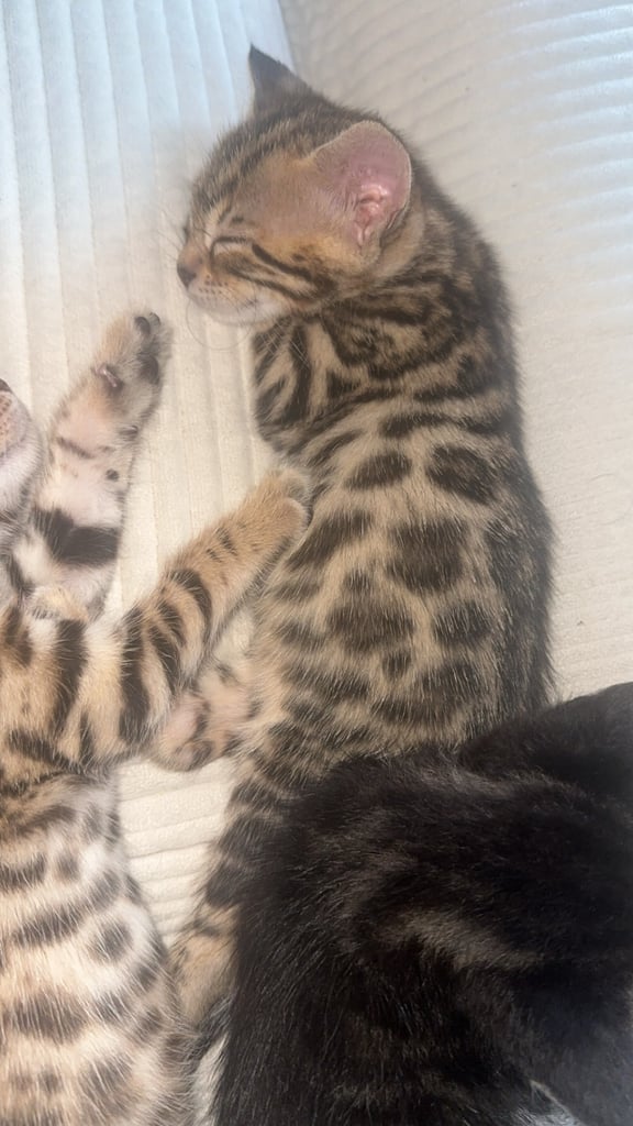 Half Bengal and half tabby Kittens available