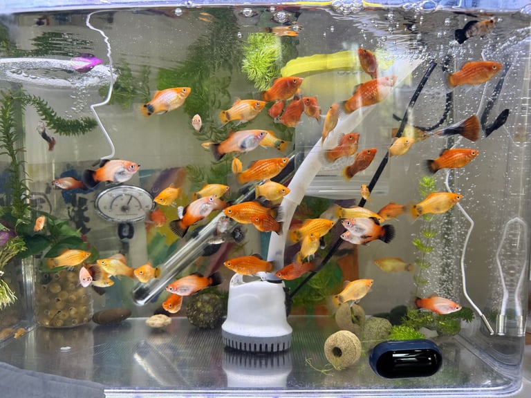 Small platys and Guppys for sale £1 each-Fish only