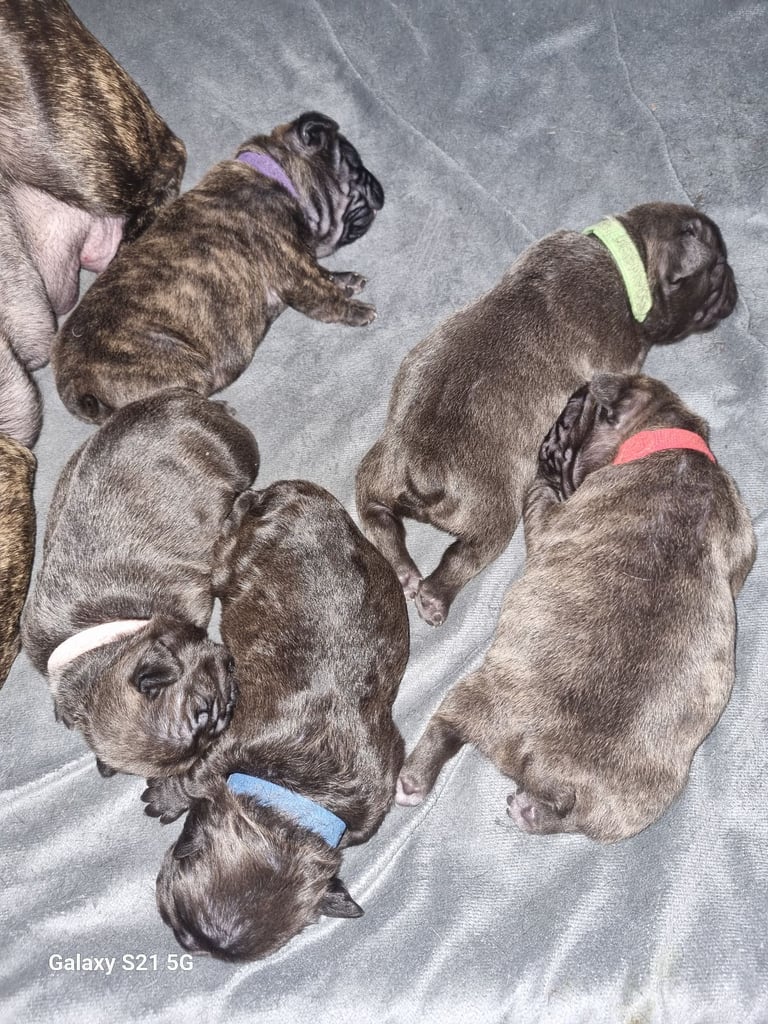 French bulldog puppies KC registered
