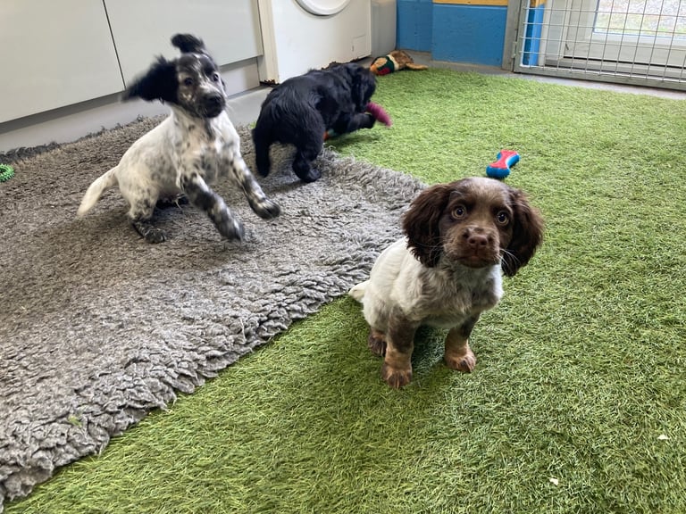Cocker Spaniel puppies now available 